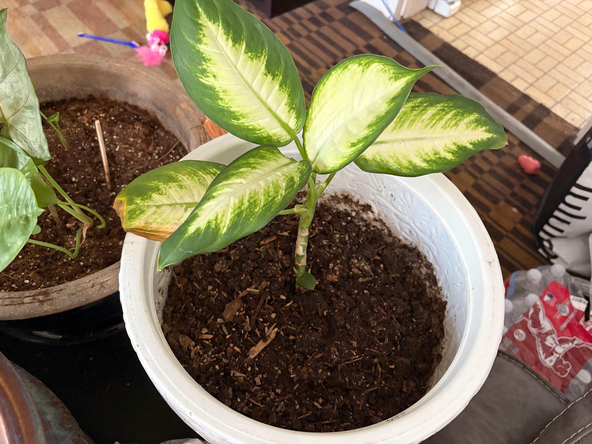 Dieffenbachia