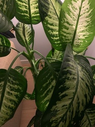 Dieffenbachia