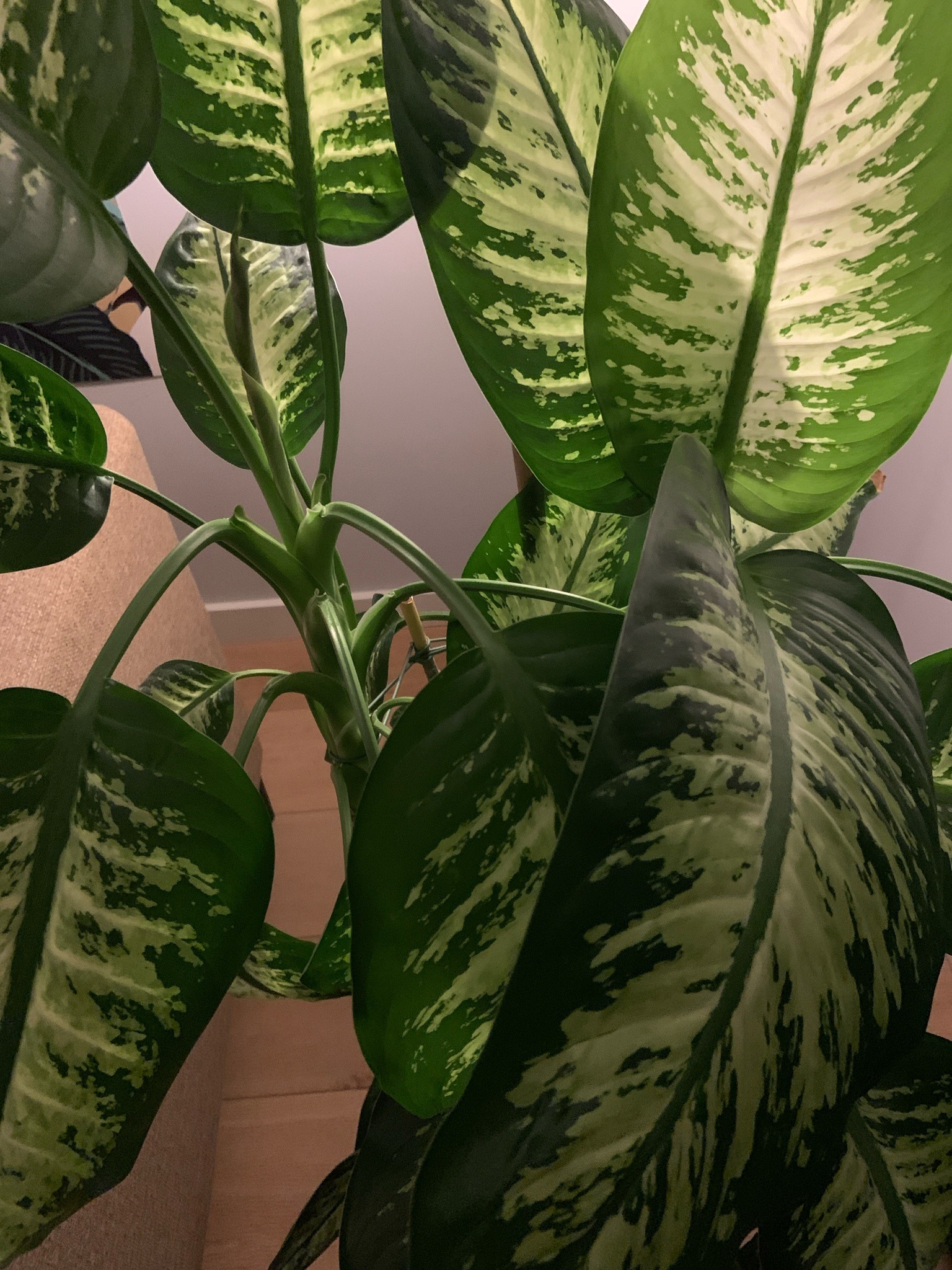 Dieffenbachia
