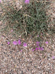 Diffuse Knapweed