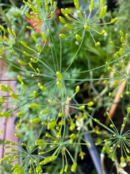 Dill