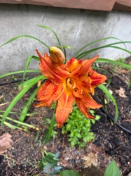 Double Orange Daylily