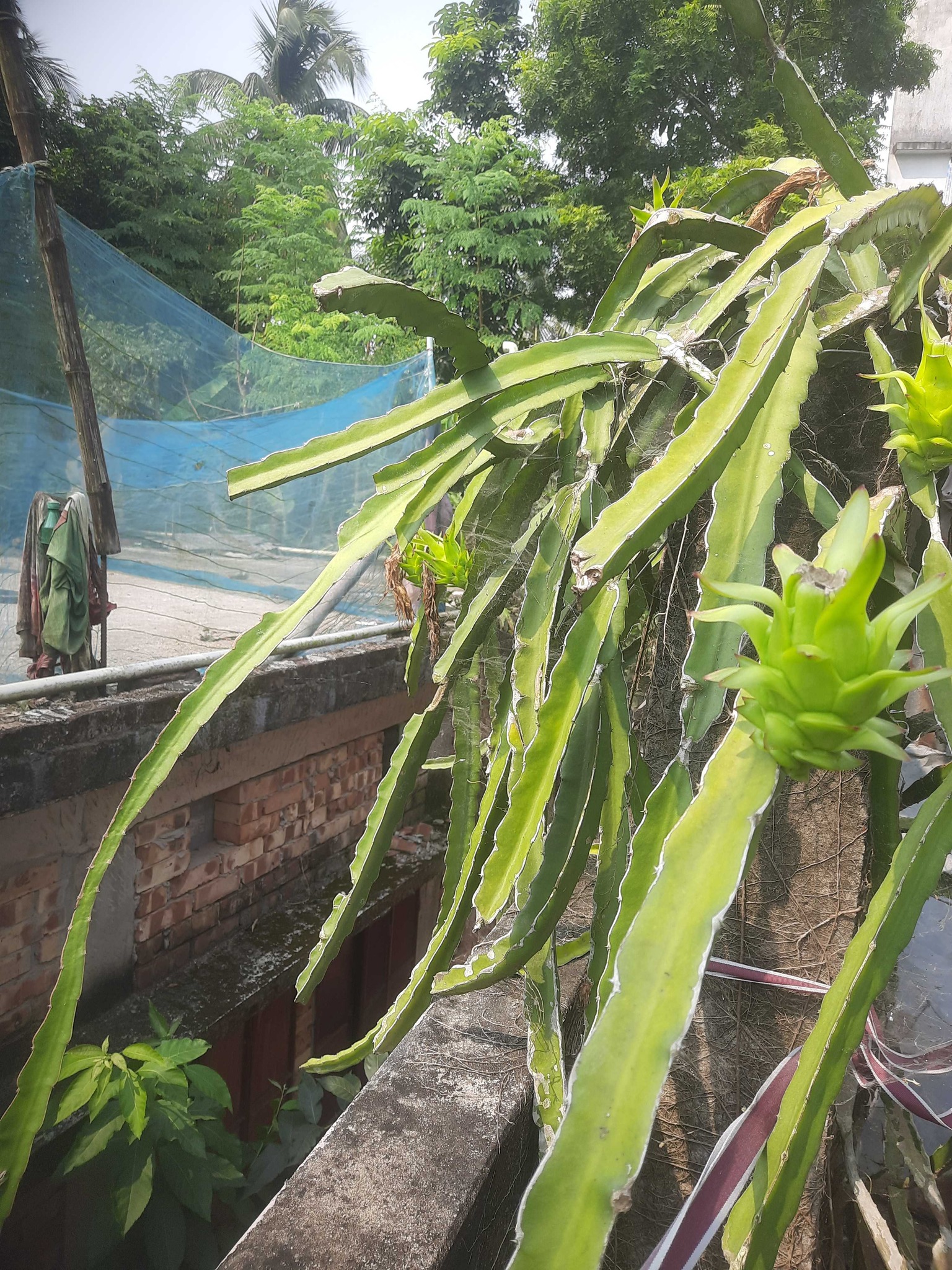 Dragon fruit cactus