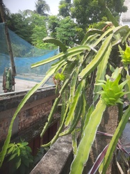 Dragon fruit cactus