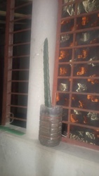 Dragon Fruit Cuttings / Night-Blooming Cereus
