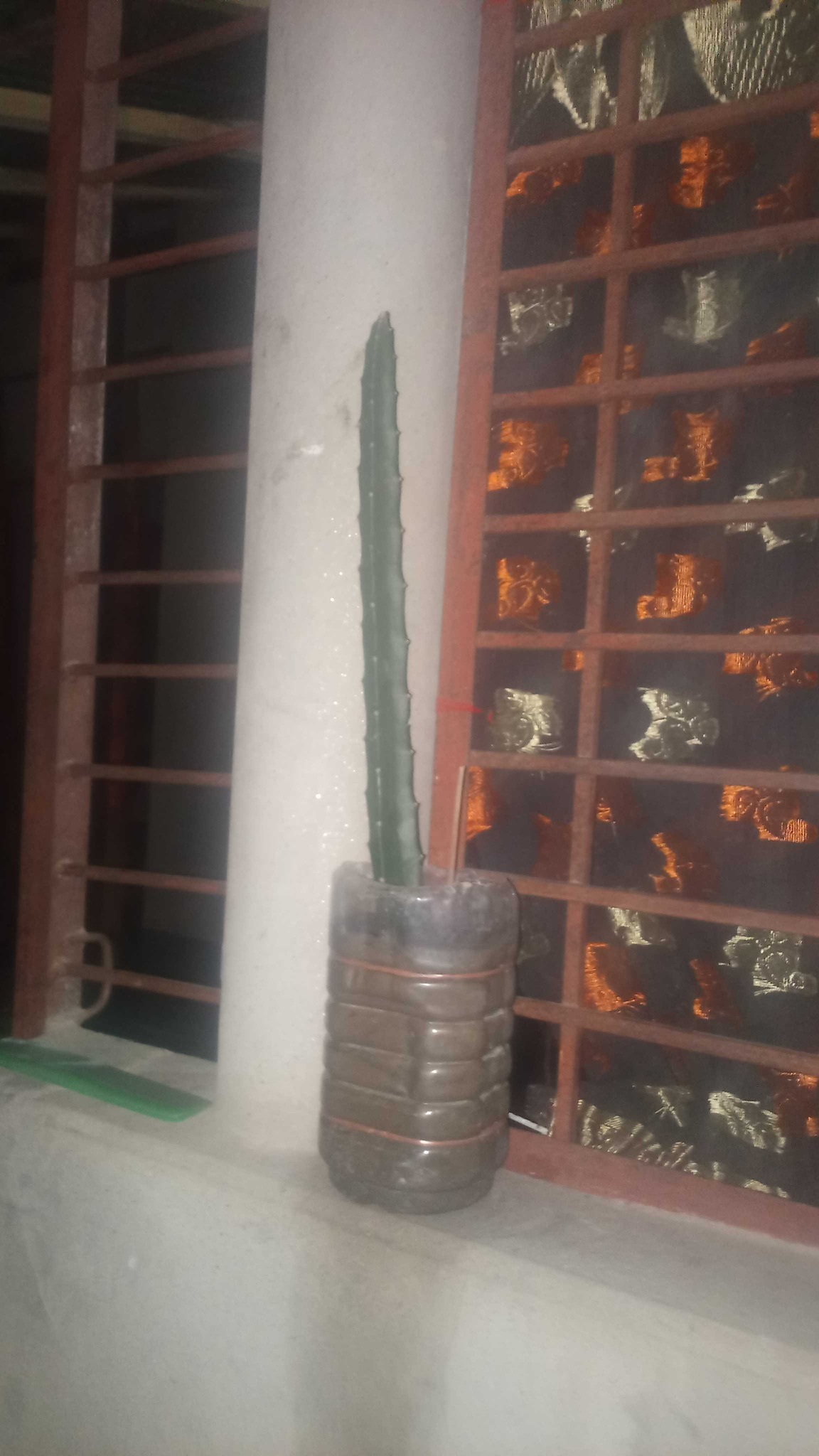 Dragon Fruit Cuttings / Night-Blooming Cereus