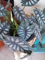 Dragon Scale Alocasia