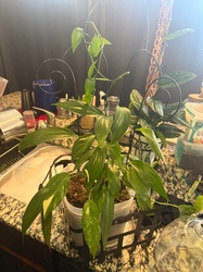 Dragon Tail Plant