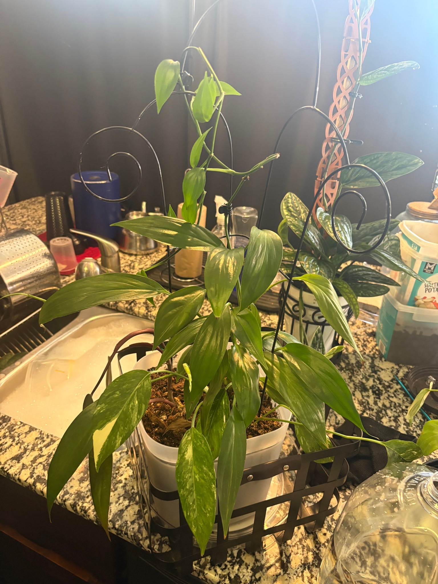 Dragon Tail Plant