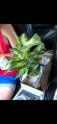 Dumb Cane