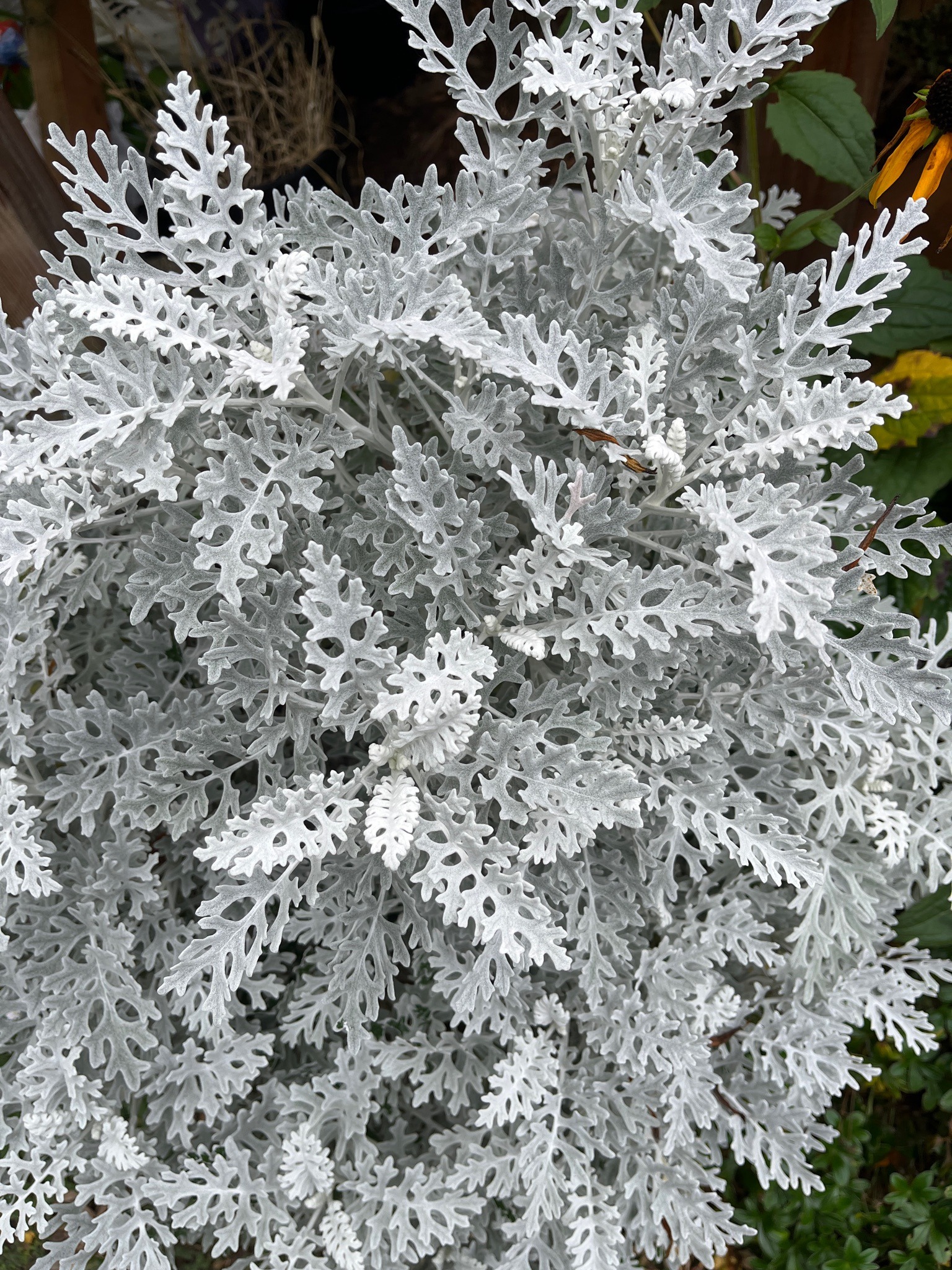 Dusty Miller