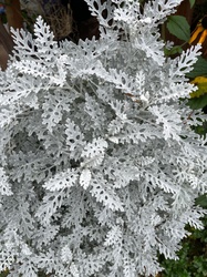 Dusty Miller