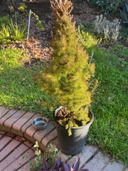 Dwarf Alberta Spruce