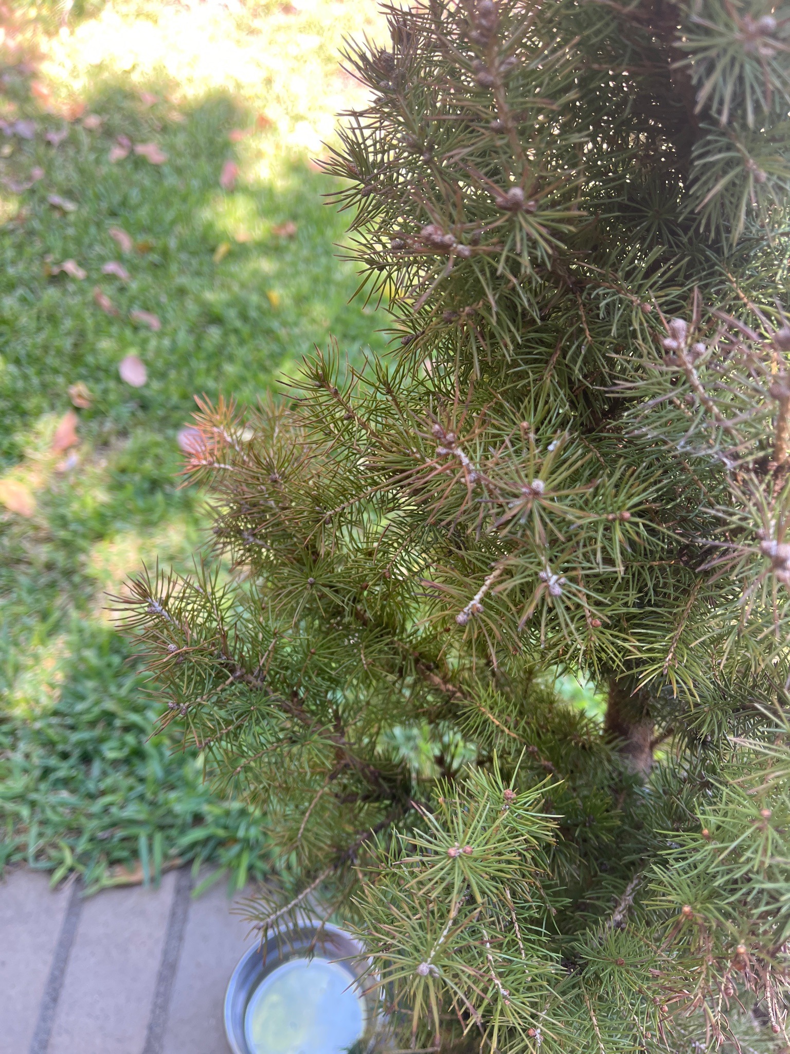Dwarf Alberta Spruce