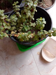 Dwarf Jade