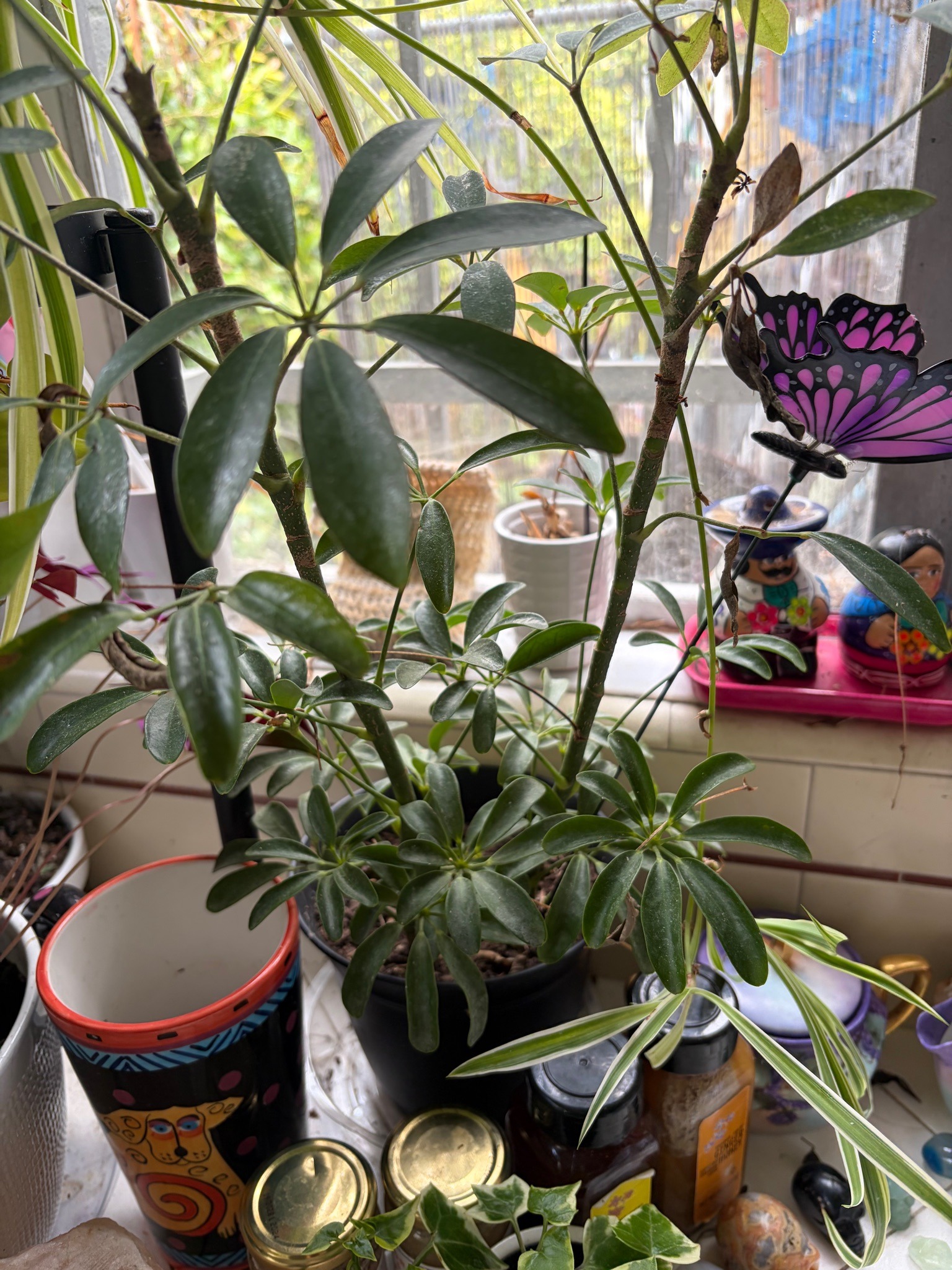 Dwarf Umbrella Tree