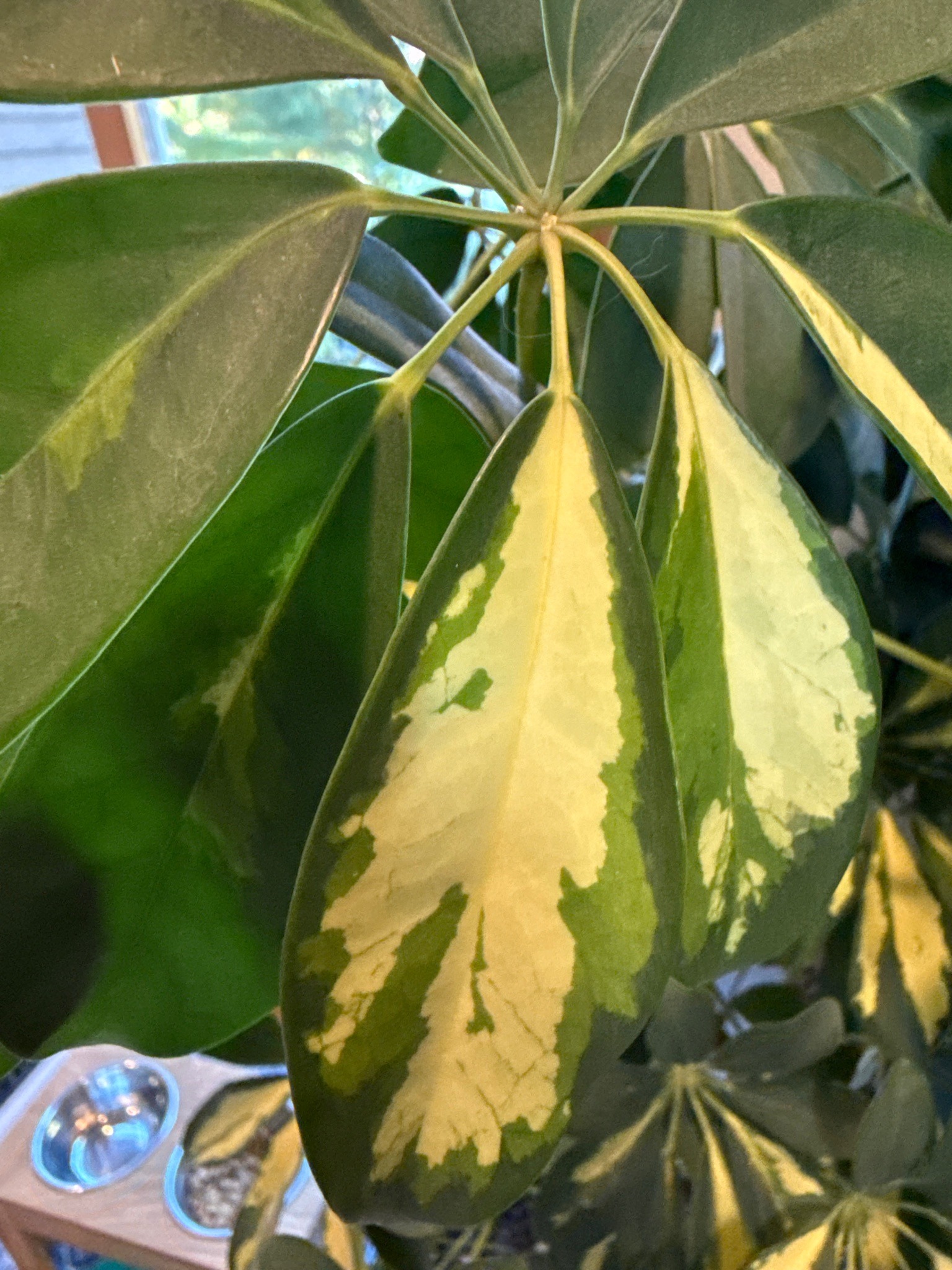 Dwarf Umbrella Tree