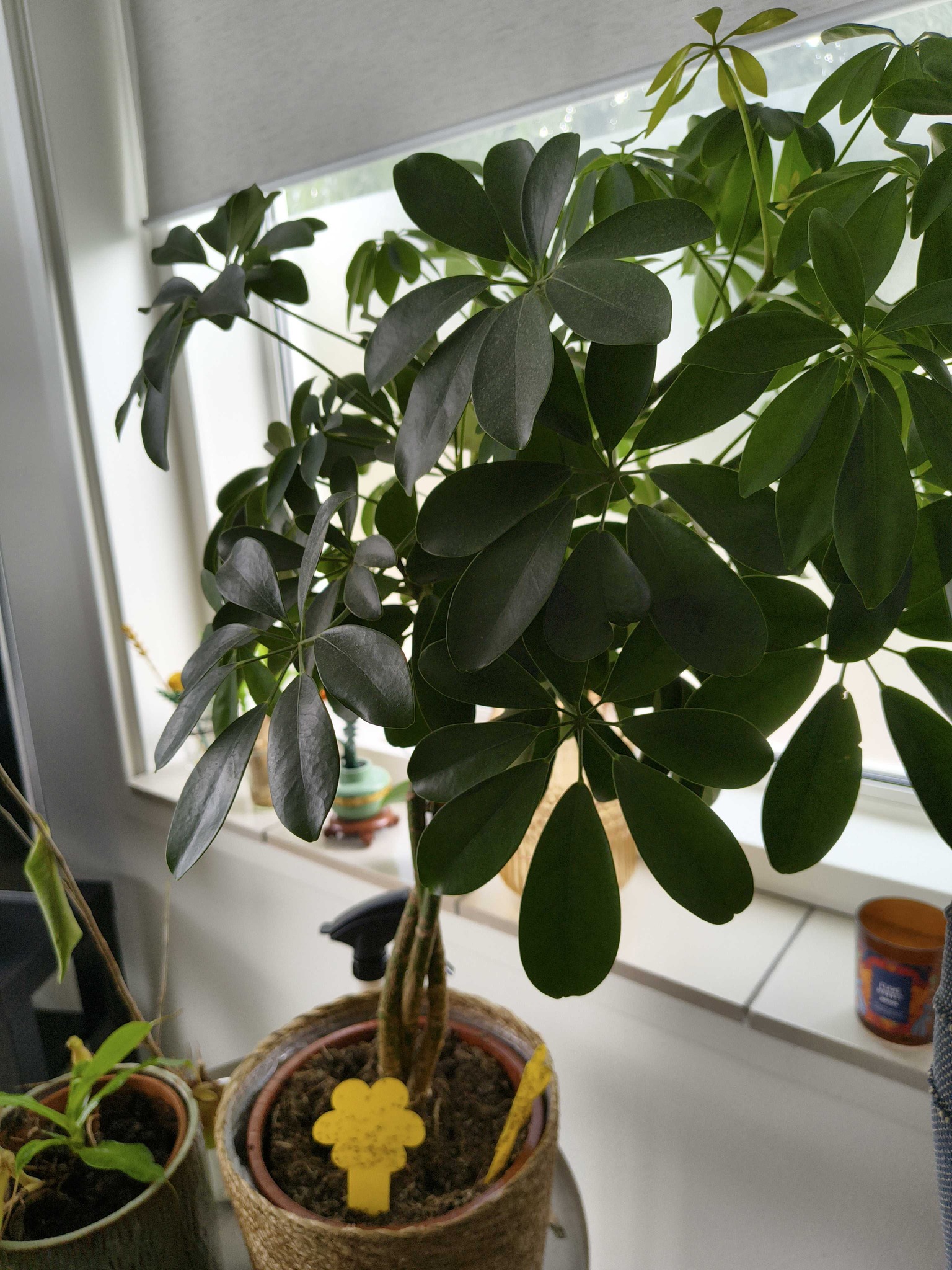 Dwarf Umbrella Tree