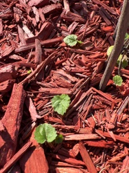 Glechoma hederacea
