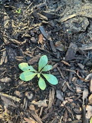 It is not possible to definitively identify the plant name from the provided image. The plant is very young, likely a seedling or in its early growth stage, and lacks distinctive features like mature leaf shape, flowers, or fruit that are necessary for accurate identification.