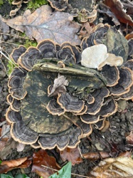Turkey Tail