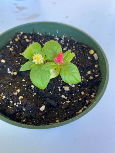 Celosia