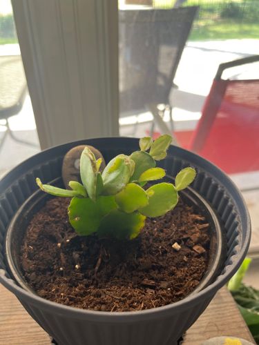 Christmas Cactus (or Holiday Cactus)