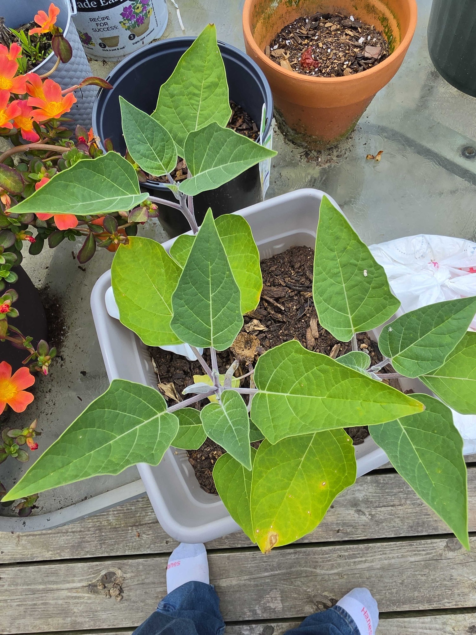 Sacred Datura / Thorn Apple