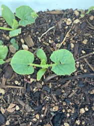 Cucurbit Seedling (Likely Cucumber, Squash, or Melon)