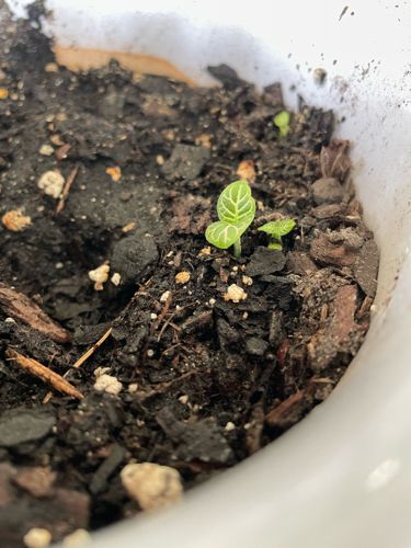 Nerve Plant (Fittonia)