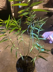Due to the young age and lack of distinguishing features like flowers or specific bark characteristics, it is very difficult to definitively identify the exact plant name from the provided image. The elongated, narrow leaves bear a resemblance to a young Willow (Salix species), but this is not conclusive. It could also potentially be a young sapling of another tree or shrub species.