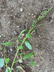 Goosefoot, Lamb's Quarters