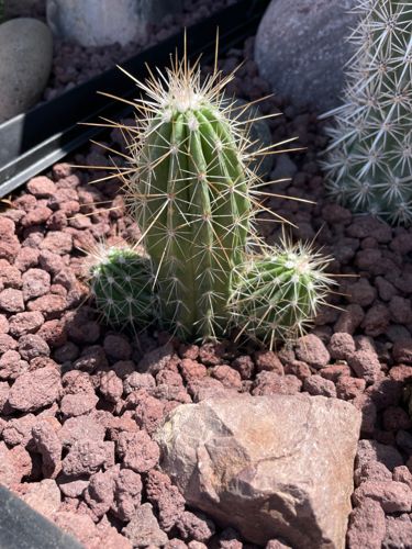 San Pedro Cactus
