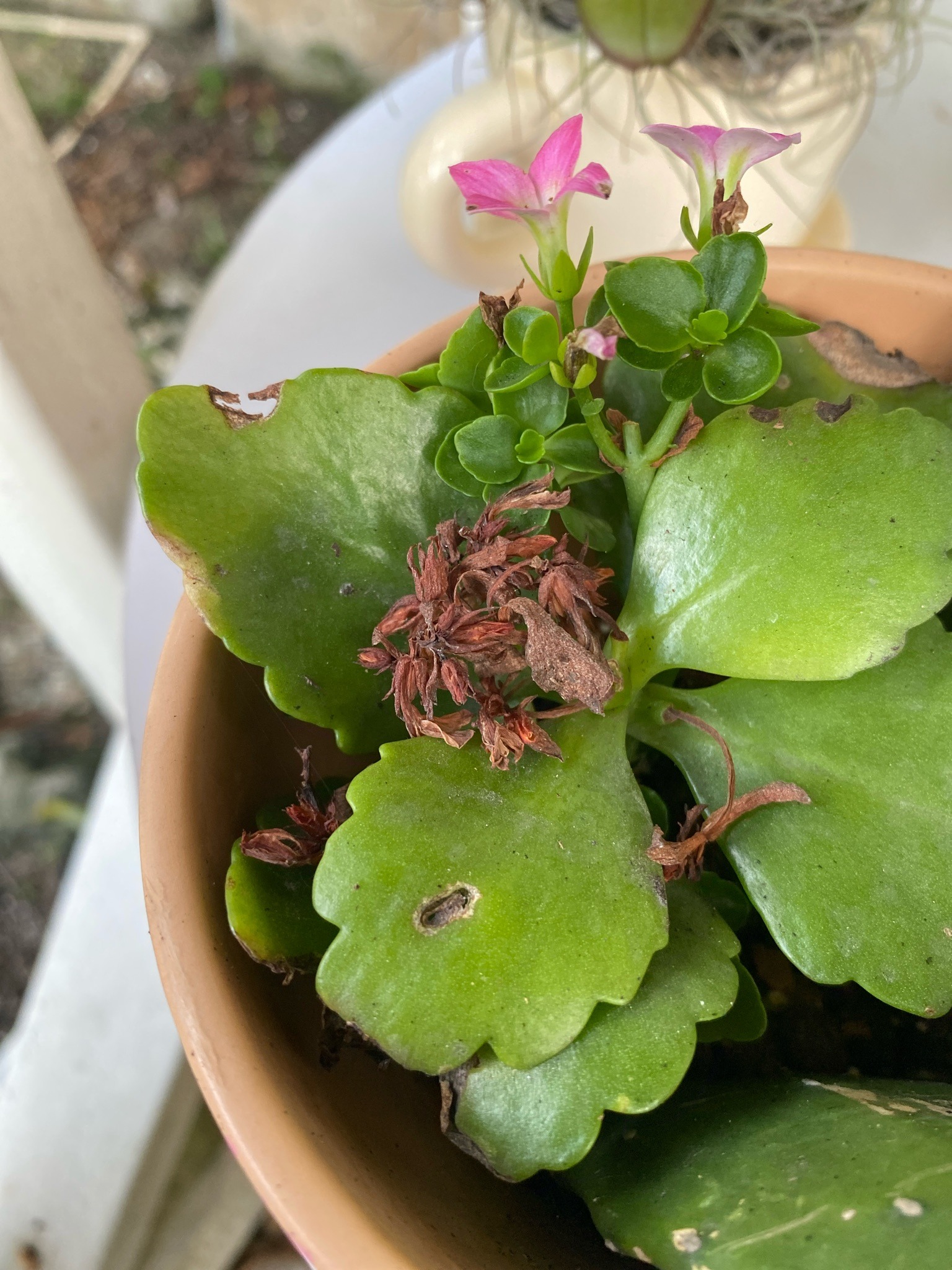 Florist's Kalanchoe
