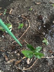 Unidentifiable Seedling