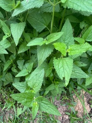 Lemon Balm