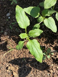 Common Sunflower