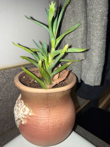 Aloe Vera