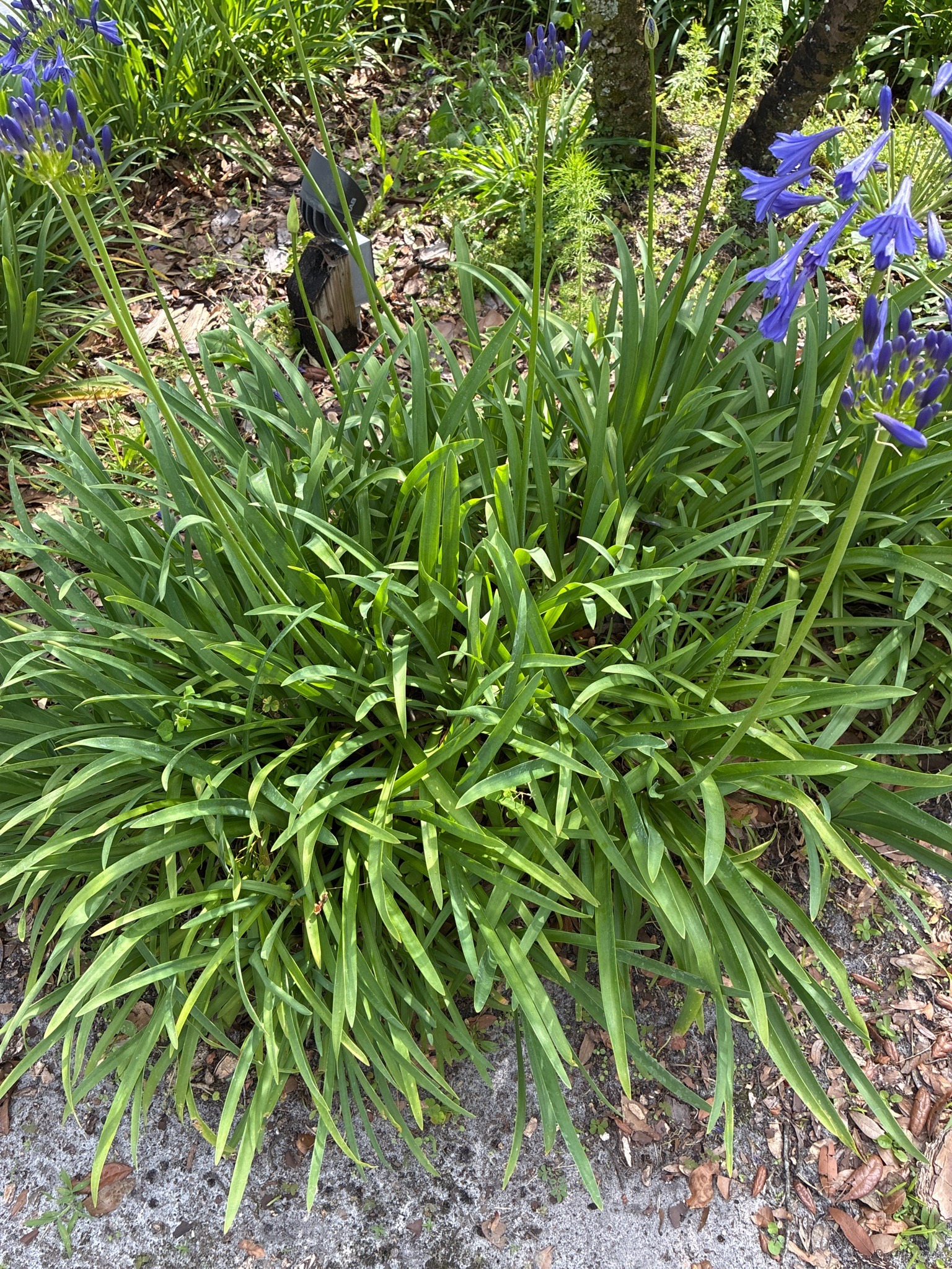 Lily of the Nile