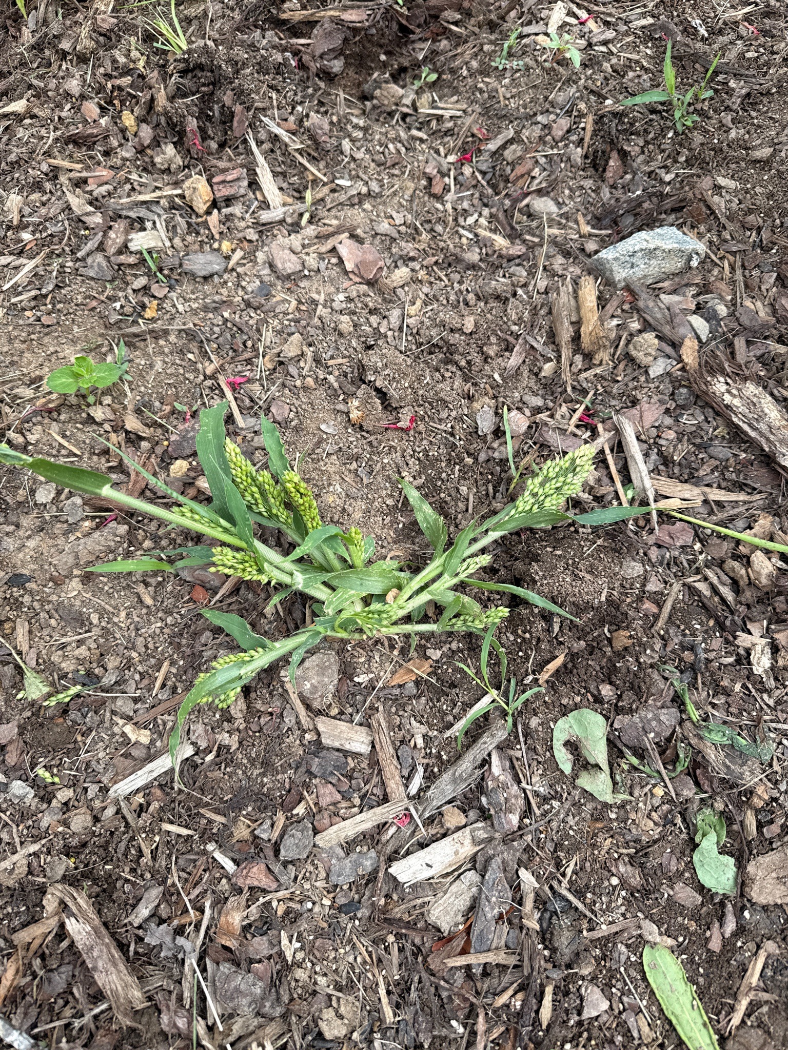 Barnyard Grass