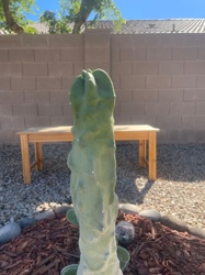 San Pedro Cactus (Wavy/Creste Variation)