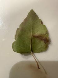 Eastern Cottonwood