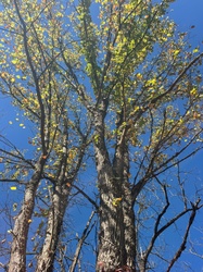 Eastern Cottonwood