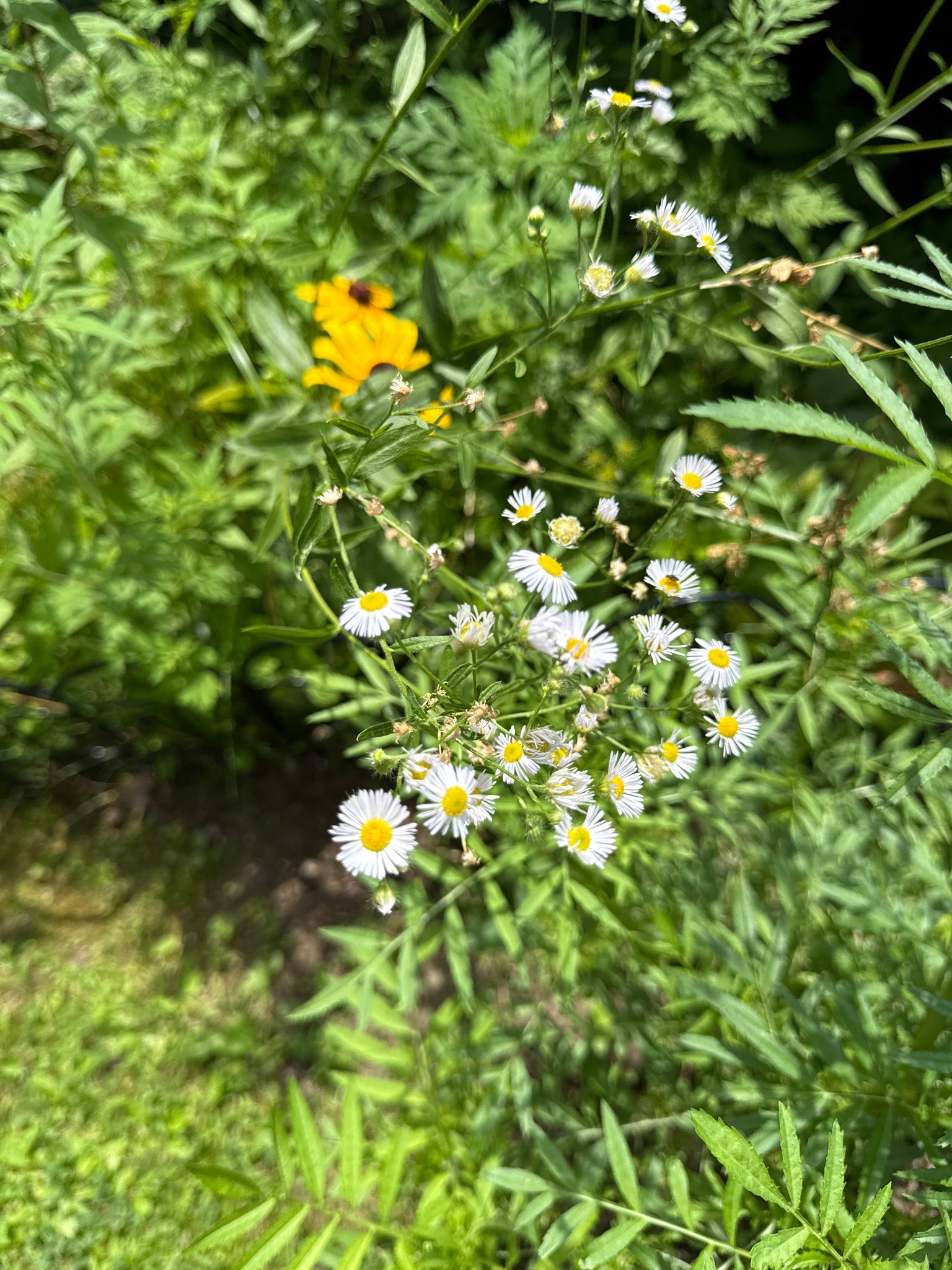 Eastern Daisy Fleabane