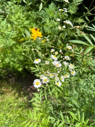 Eastern Daisy Fleabane