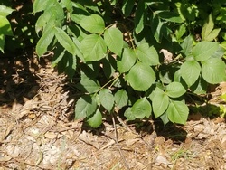 Eastern Poison Ivy
