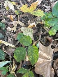 Eastern Poison Ivy