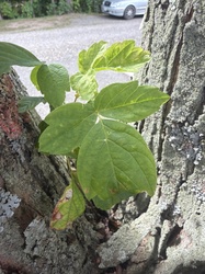 Eastern Poison Ivy