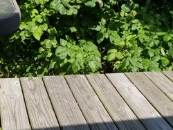 Eastern Poison Ivy