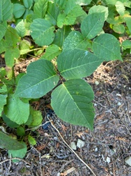Eastern Poison Ivy